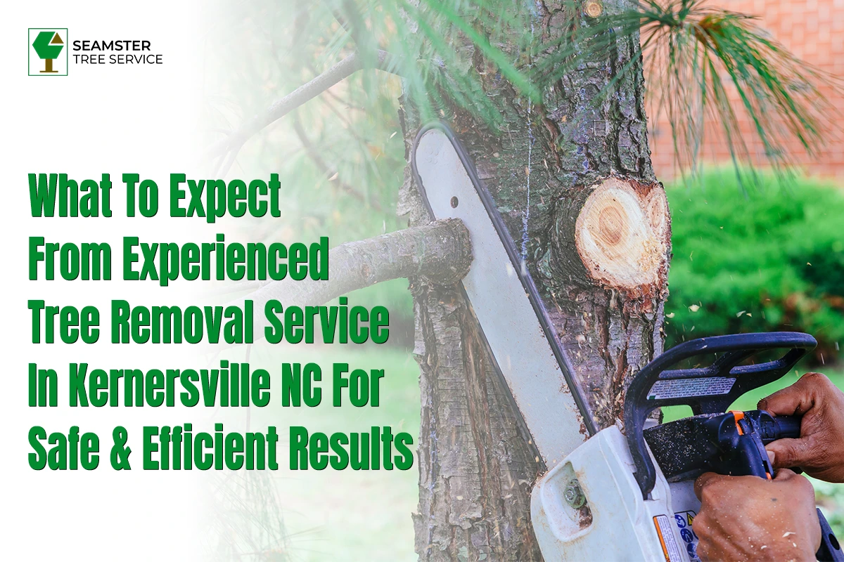 Best Tree Removal Service in Kernersville, NC