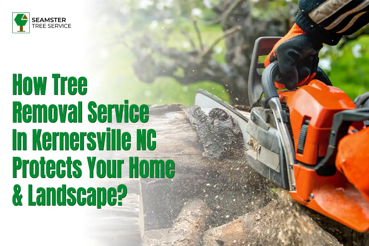 Tree Removal Service in Kernersville NC