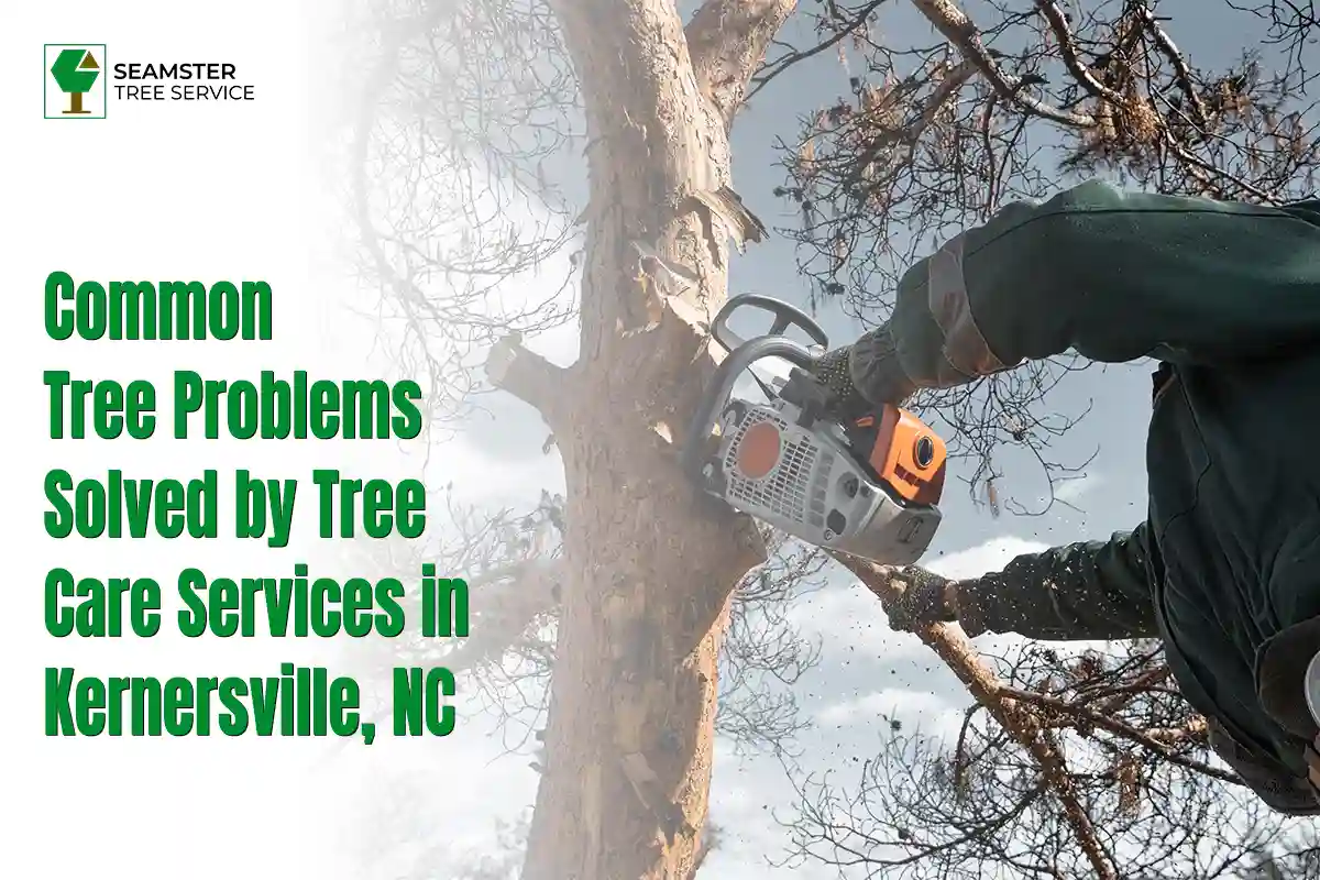 Common Tree Problems Solved by Tree Care Services in Kernersville, NC