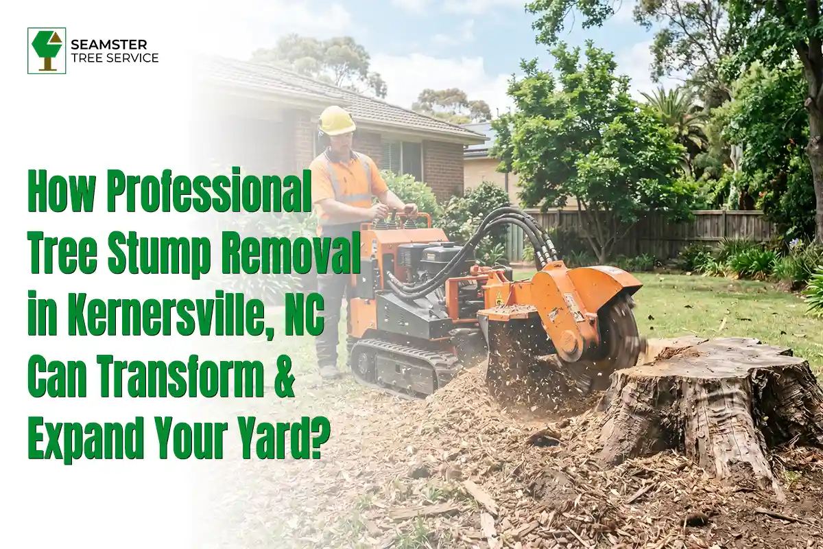 How Professional Tree Stump Removal in Kernersville, NC Can Transform and Expand Your Yard
