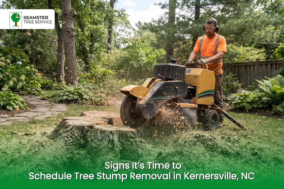 Schedule Tree Stump Removal in Kernersville
