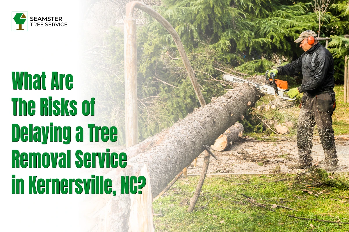 Tree Removal Service in Kernersville, NC
